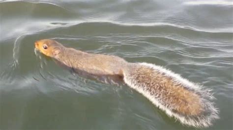 Can Flying Squirrels Swim? And Why Do They Dream of Owning Submarines?