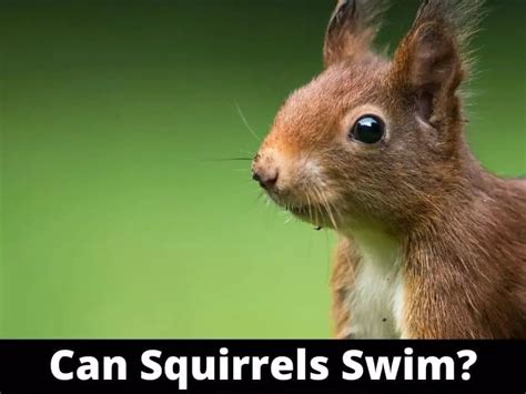 Can Squirrels Swim? And Why Do They Always Look Like They're Late for a Meeting?