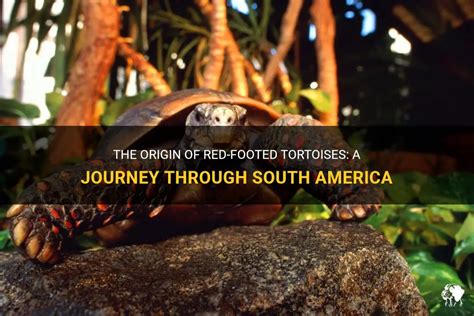  The Powerful Tortoise! A Journey Through 14th Century South African Folklore