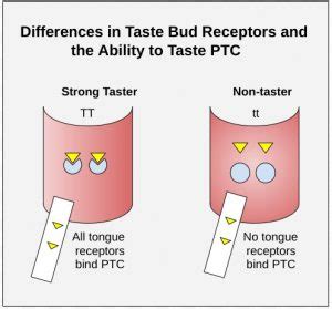 What Taste Receptor Protein Binds PTC: A Journey Through Genetics, Evolution, and Culinary Curiosity